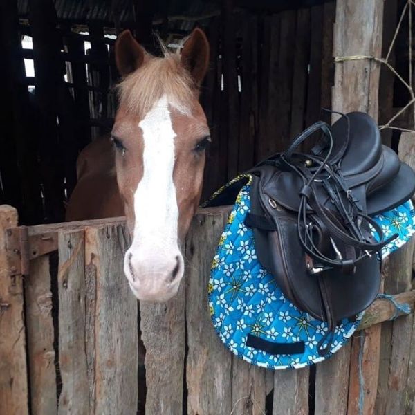 A horse with a white blaze looking over a stable door, beside a saddle on a blue kanga numnah
